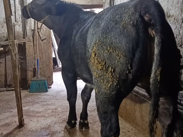 Cow, Belgian Blue — Kyrgyzstan