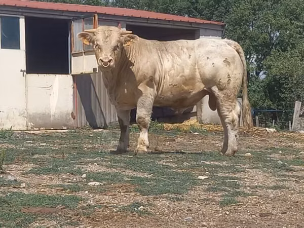 Bull, Charolais cattle — United Kingdom