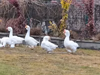 Geese — sawirka 6