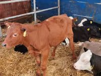 Bull, Simmental cattle — photo 4