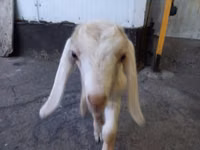 بز نر, Nubian Goat — عکس 6