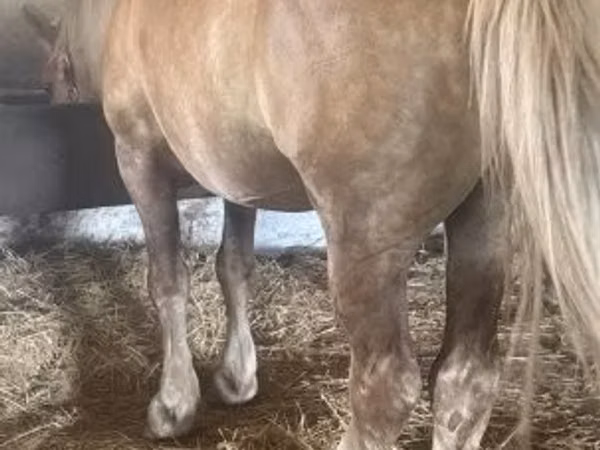 Horse (M), Horses — Hungary