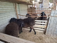 Ram, Sheep — photo 1