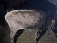Toro, Bovini — foto 2