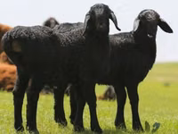 የጎትት አውራ በግ, Sheep — ፎቶ 3