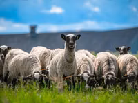 ვერძი, Romanov sheep — ფოტო 1