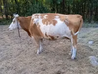 Vacă, Simmental cattle — foto 3