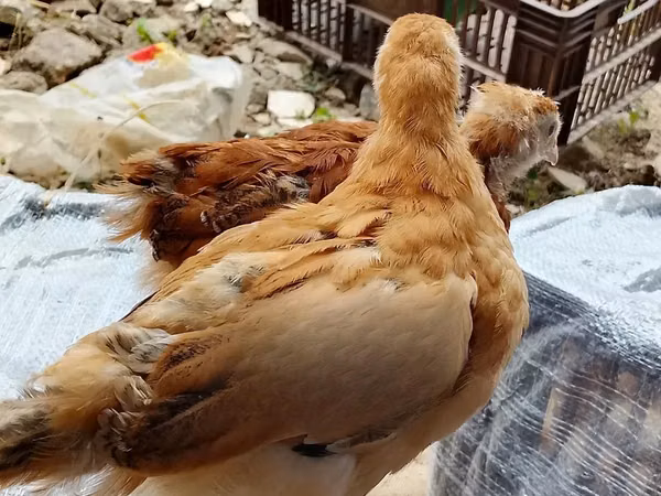 Chickens — Kenya