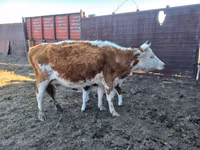 ძროხა, Simmental cattle — ფოტო 4