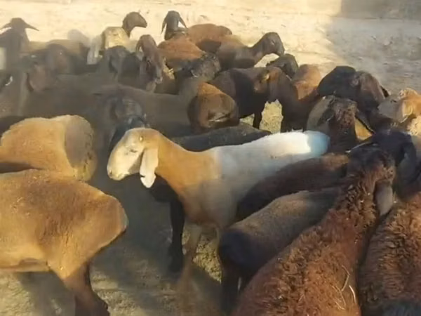 Kambing jantan, Sheep — Kazakhstan