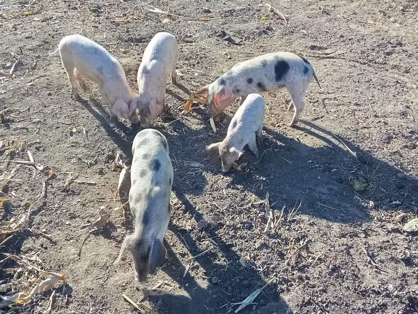 Boar, Pigs — Moldova