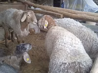 Qoç, Arashan sheep — foto 2