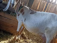 بز نر, Kamori goats — عکس 4