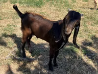 Kozel, Beetal goats — foto 2