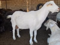 Ямаа, Saanen goat — 4 зураг