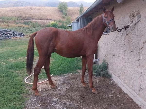 Cavalo, Friesian sport horse — Quirguistão