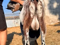 Billy Goat, Nubian Goat — photo 4