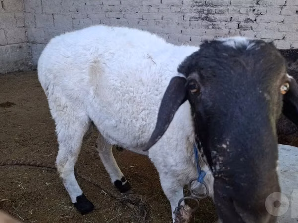 Ram, Sheep — Uzbekistan