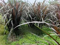 Australian Red Napier Fodder for Livestock - 20 Cuttings — foto 2