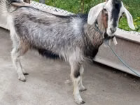แพะตัวเมีย, Irish goat — รูปภาพ 4