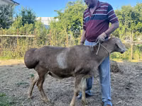 قوچ, Arashan sheep — عکس 5