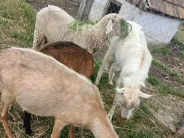 Vædder, Merino sheep