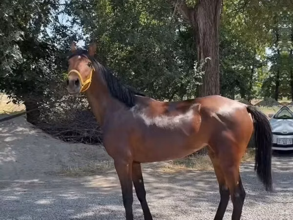 Mare, Anglo-Arabian — Kyrgyzstan
