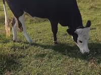 گاو ماده, Simmental cattle — عکس 1