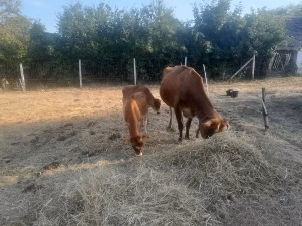 گاو ماده, نژاد جرسی — مجارستان
