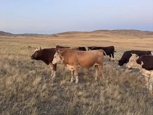 Bull, Cattle — Kazakhstan