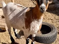 Kozioł, Dutch Landrace goats — zdjęcie 5