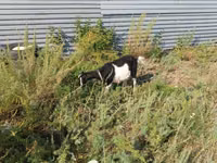 Буз, Alpine goat — акс 4