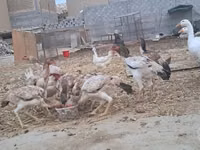 Chickens — Foto 5
