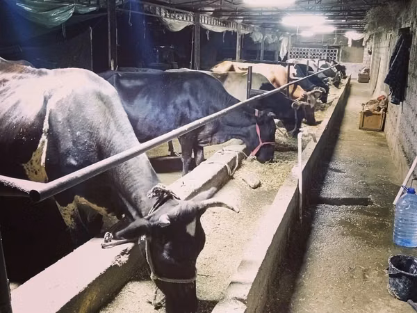 Cow, Cattle