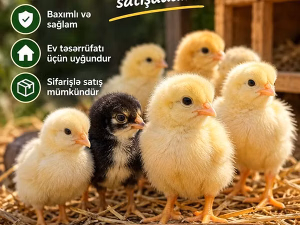 Chickens — Azerbejdżan