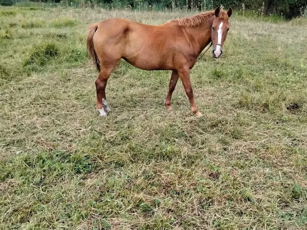 Mare, Horses — Moldova