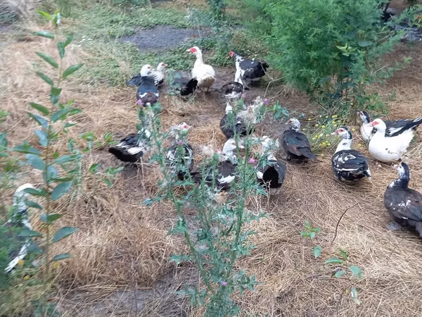 Ducks