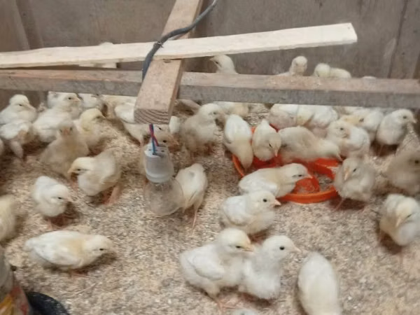 Chickens — Uzbekistan