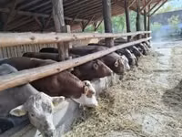 公牛, Simmental cattle — 照片 2