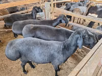 公羊, Sheep — 照片 3