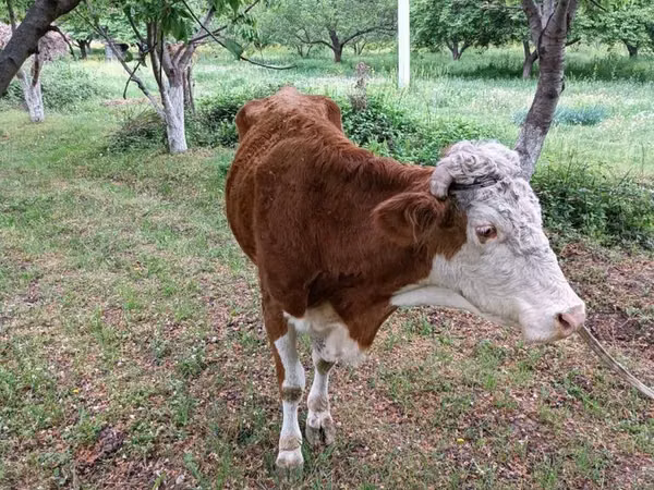 Bull, Simmental cattle — Uzbekistan