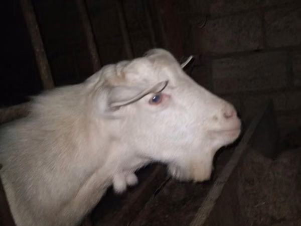 Billy Goat, Saanen goat — Kazakhstan