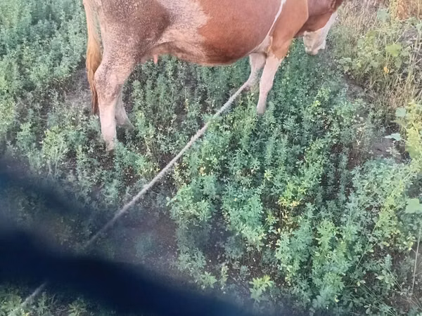 Cow, Cast cow — Moldova