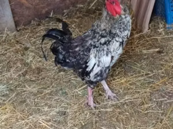 Chickens