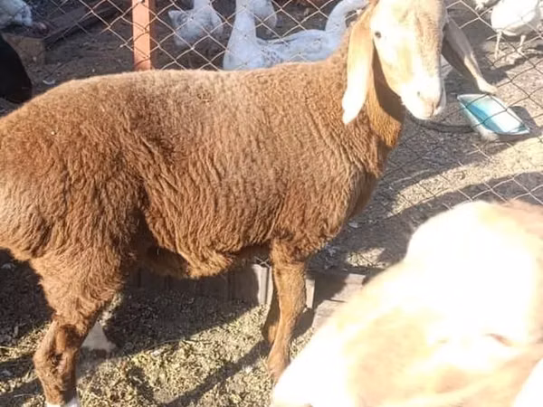 Sheep, Arashan sheep — Kyrgyzstan