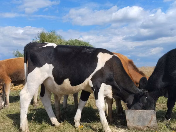Бик, Russian Black pied cattle