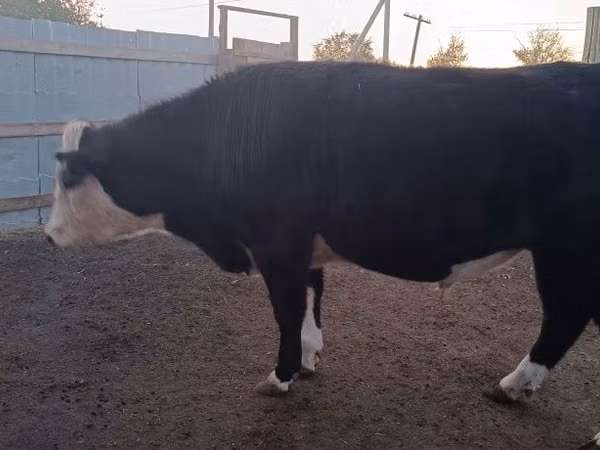 Bull, Kazakh White-headed cow — Kazakhstan
