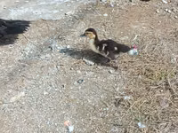 Ducks — photo 2