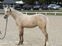Mare, Rocky Mountain Horse — photo 1
