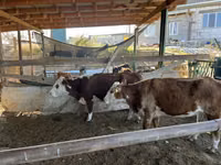 ላም, Kazakh White-headed cow — ፎቶ 2